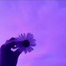 just a pretty flower of a daisy that was my first profile picture everywhere, and still is in some places